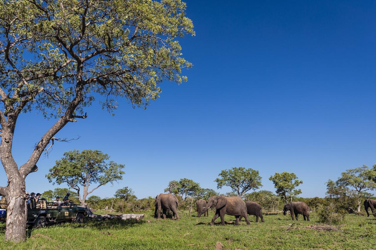 Shindzela Tented Camp Timbavati Vadrezervátum Kültér fotó