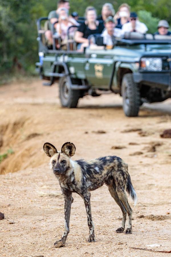 Shindzela Tented Camp Timbavati Vadrezervátum Kültér fotó
